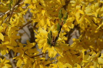 春先に鮮やかな黄色い花を咲かせるレンギョウ
