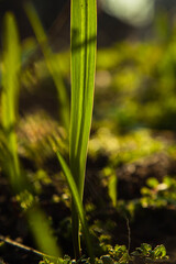young green grass grows in the open field in the garden. Seedling greenery close-up. Lawn in macro