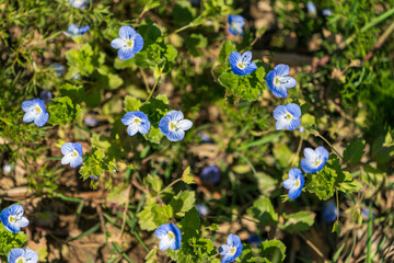 Vergissmeinnicht (Myosotis)