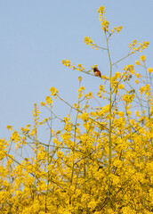A rufous hummingbird rests on a delicate yellow wildflower  against a blue sky in Southern California. 