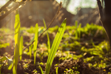 young green grass grows in the open field in the garden. Seedling greenery close-up. Lawn in macro
