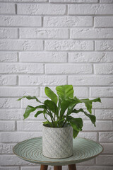 Beautiful fresh potted fern on green table near white brick wall. Space for text