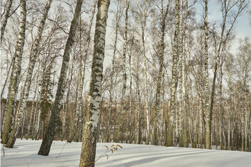 Birch Grove