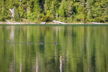 Ducklings swimming on the lake