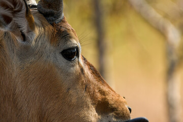 Impala (Aepyceros Melampus) in close up - portrait
