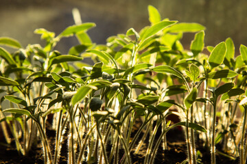 young green grass grows in the open field in the garden. Seedling greenery close-up. Lawn in macro