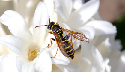 Wasp on a white flower close up.
