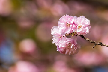 春の満開の桜の花とボケ