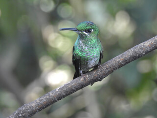 Green Crowned Brilliant (Female)