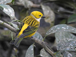 ilver-Throated Tanager 