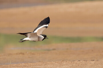 River Lapwing Flying 