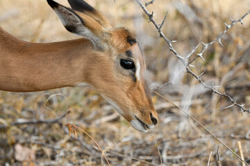 Impala (Aepyceros Melampus) in close up - portrait