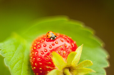 close up of a strawberry and ladybug, macro © Nina