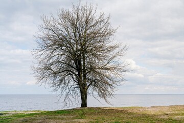 Field with green grass and tree. Landscape. Beautiful landscape, blue sky with white clouds. Lonely tree.