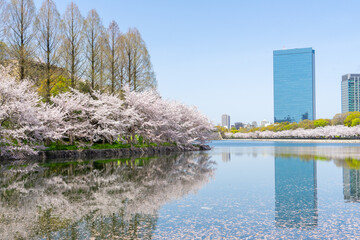 大阪城公園の桜と東外堀