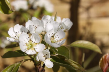 Conference pear blossom macro