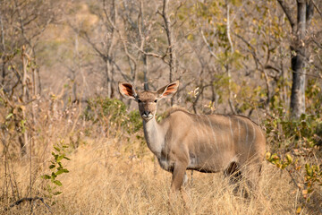 Female kudu (Tragelaphus strepsiceros) in the wild
