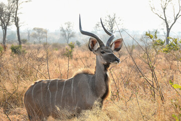 Kudu bull - (Tragelaphus strepsiceros) from the Kruger national Park