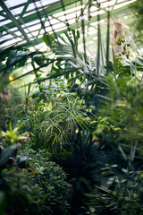 Exotic trees and plants under a roof in a greenhouse. Maintaining the climate for thermophilic plants in the botanical garden. Beautiful spring background.