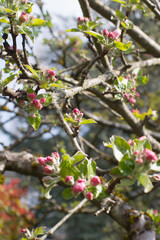 old branches of pink blossoming flowers of apple tree, springtime