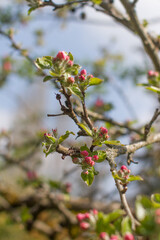 branches of pink flowering buds of apple tree, blurry background