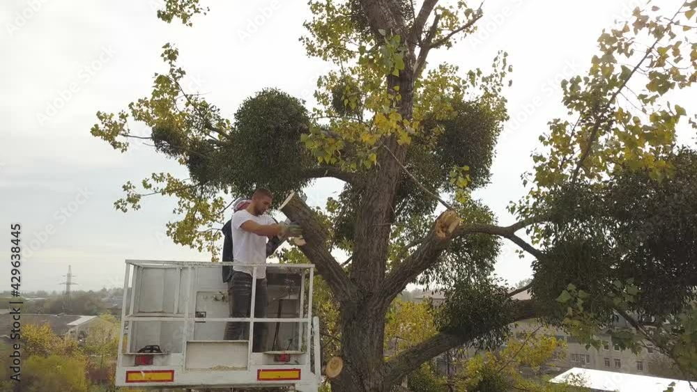 Wall mural two service workers cutting down big tree branches with chainsaw from high chair lift crane platform