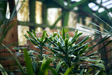 Exotic trees and plants under a roof in a greenhouse. Maintaining the climate for thermophilic plants in the botanical garden. Beautiful spring background.
