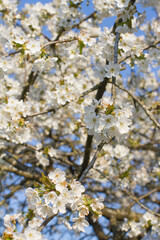 sunny branches of blossoming flowers of cherry tree for peace
