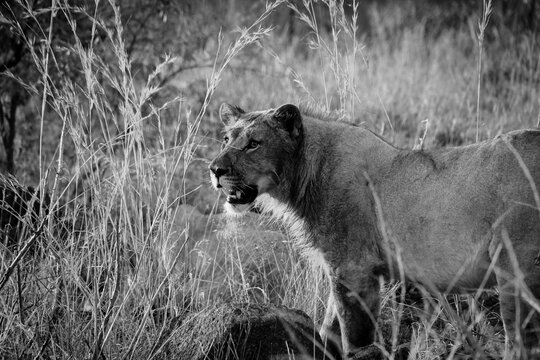 Young wild lion (panthea Leo) in grassland, black and white image