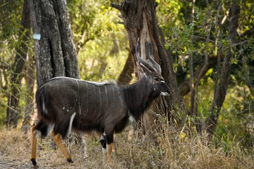 Plexiglas foto achterwand Nyala Bull (Tragelaphus angasii) from the Kruger National park © paspas