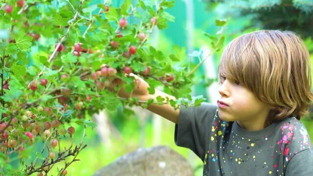 Boy picking berries gooseberry. Child eat berries. Summer time. Harvesting a freshly healthy crop