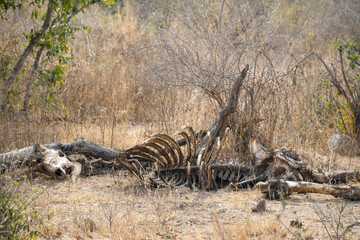Obraz na płótnie Canvas Remains of a dead girafe in the Kruger National Park. Skeleton and bones.