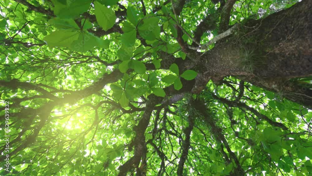 Poster Walk through the forest in the shade of huge green tree. Sun breaks through the branches of tree with lush green foliage, summer nature concept. Bottom-up view high quality gimbal shot