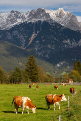Fototapeta na wymiar Pasture with cows under Austrian Alps nearby Bischofshofen