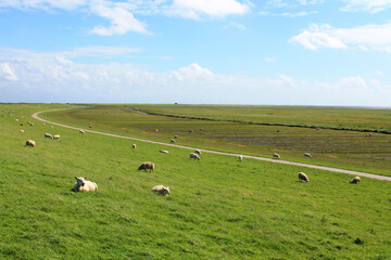 Fototapeta na wymiar North Sea Cycling Route (Nordseeküstenradweg) between Niebüll and Husum | Cycling route viewed from the dyke with sheep in the background