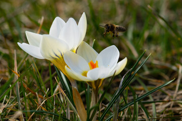 Early spring flowers with flying bee. Beautiful Crocuses on meadow..