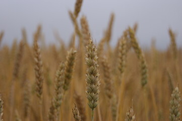 golden wheat field