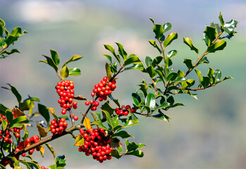 Une magnifique branche de houx isolé