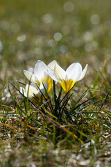 A field of white crocusses on a meadow.