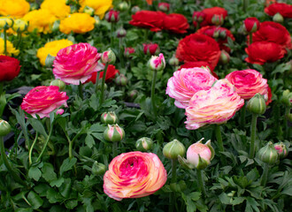 Beautiful pink ranunculuses flowers close up. Buttercups cultivation.
