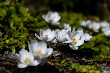 Naklejka na ściany i meble Crocuses flowering in the early spring garden.