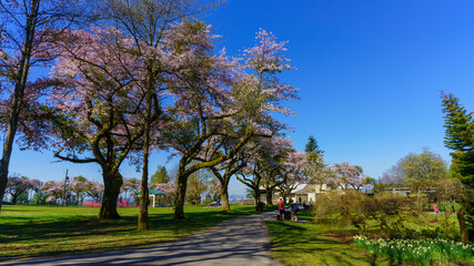 spring blossoms in a BC park