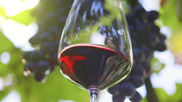 Magnificent dry red wine against the background of the vineyard. Aged red wine splashes slightly in the glass. Wine testing, winery, wine making concept in California, United States. Slow motion shot