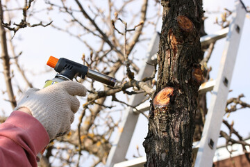 Protecting the branches on the pear tree trunk with a garden varnish and a gas burner