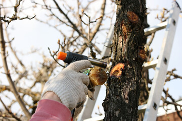 Protecting the branches on the pear tree trunk with a garden varnish and a gas burner