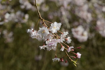 春の陽ざしを浴びて美しく輝く、日本の桜