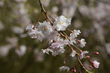 春の陽ざしを浴びて美しく輝く、日本の桜
