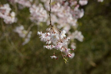 春の陽ざしを浴びて美しく輝く、日本の桜