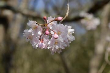 春の陽ざしを浴びて美しく輝く、日本の桜