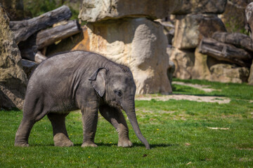 Fototapeta premium young baby elephants in the park